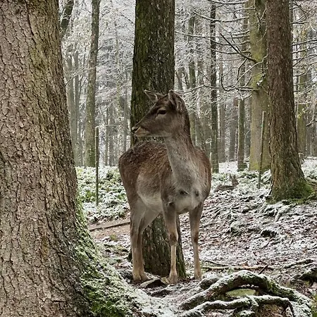 Apartmán Nelis Klínovec *