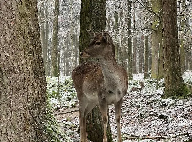 Lejlighed Nelis Klinovec *